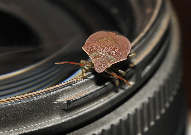 Pentatomidae: Acrosternum cf. heegeri  della Toscana (FI)